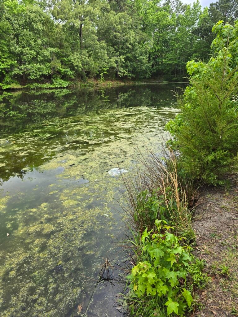 A photo of a lake with leaves on the water. Also, a trash bag is floating on the surface of the water.